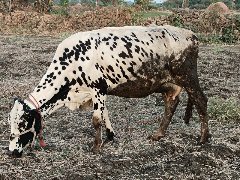 ગાય વેચવાની છે