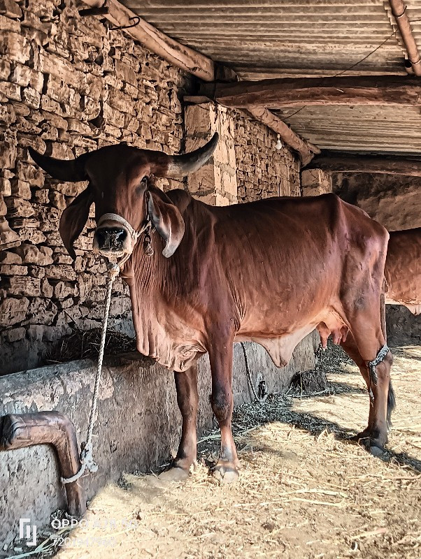 ગાય વેચવાની છે