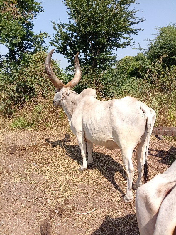 બળદ વેચવાના છે