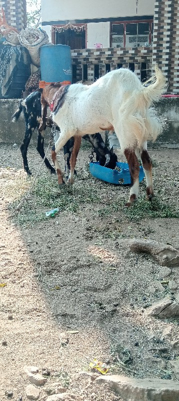 માંગરોળ જુનાગઢ...