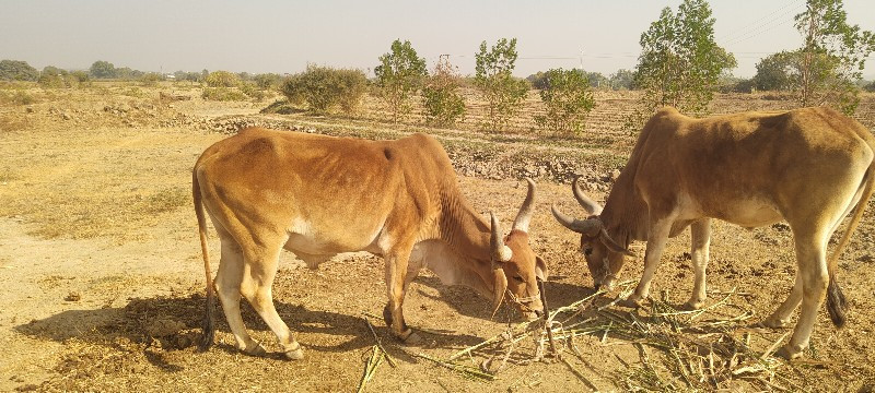 ગોંઢલા વેસવા ના...