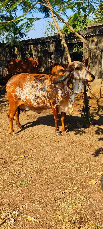 ગાય વેચવાની છે...