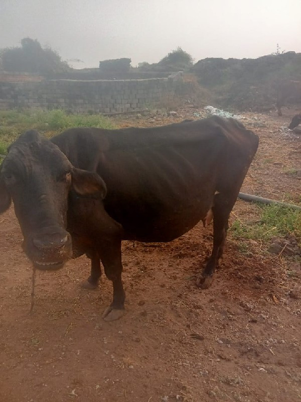 જરશી ગાય વેચવાન...