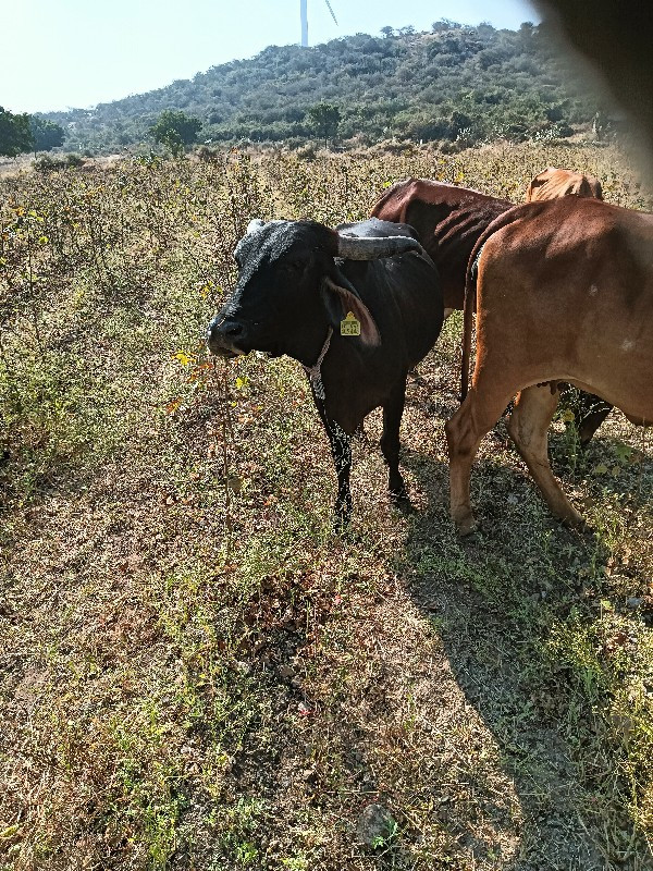 ગાય વેસવાનીછે