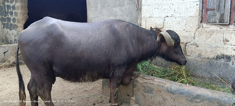 ભેસ વેચવાની છે