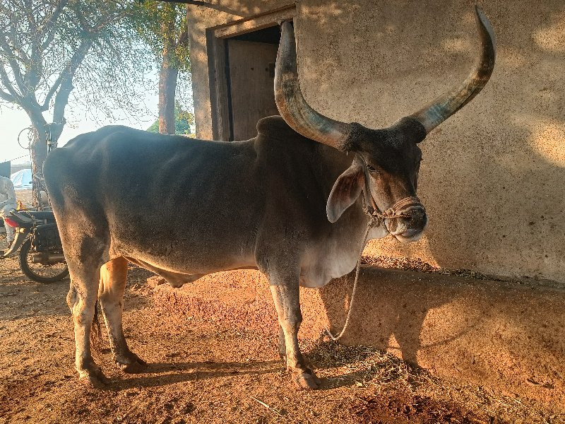 બળદ