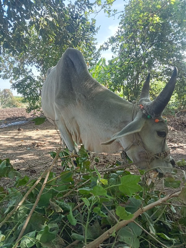 અસલ કછીડા