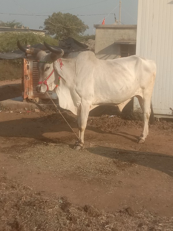 શિવ સાહેબ