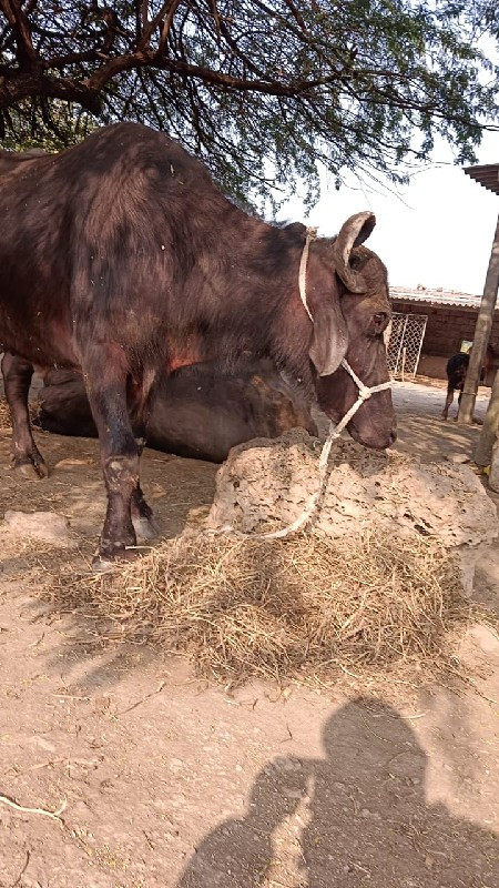 25 દિવસ નિ યાણલ