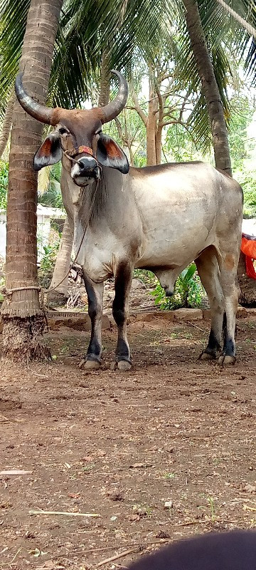 આના જેવો વાછડો...