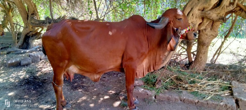 ગાય વેચવાની છે