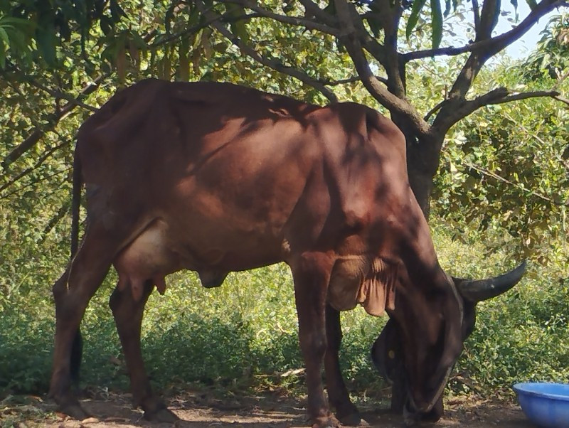 ગાય