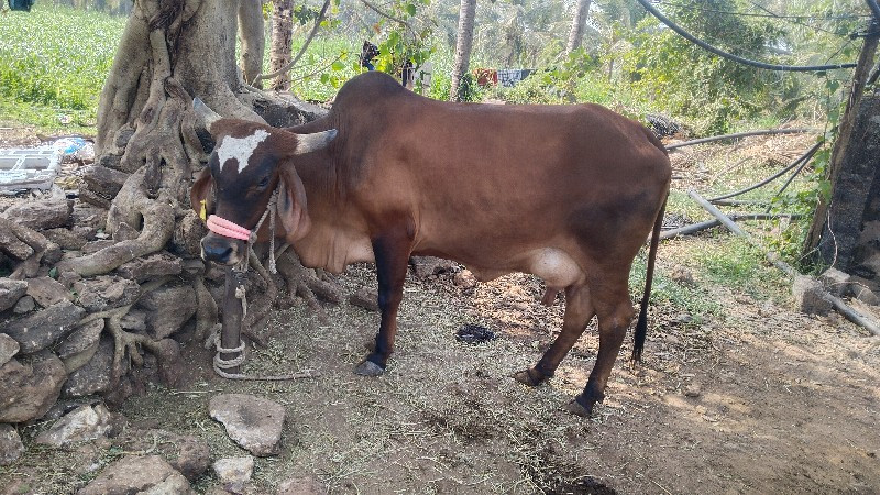 ગાય બચુ
ગાય અને...