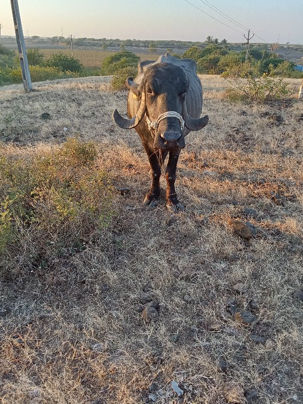 વેચવાની છે તારી...