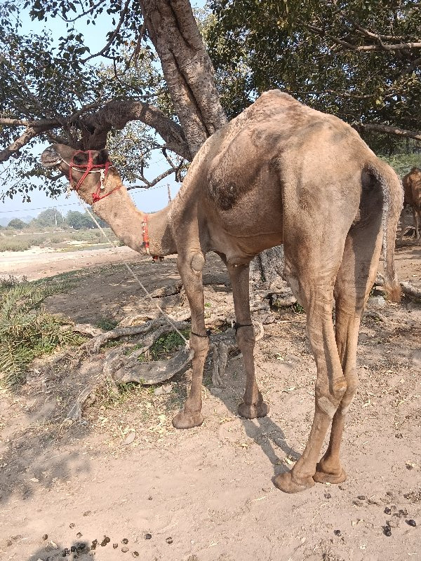 ઊંટ વેંચવાનો છે