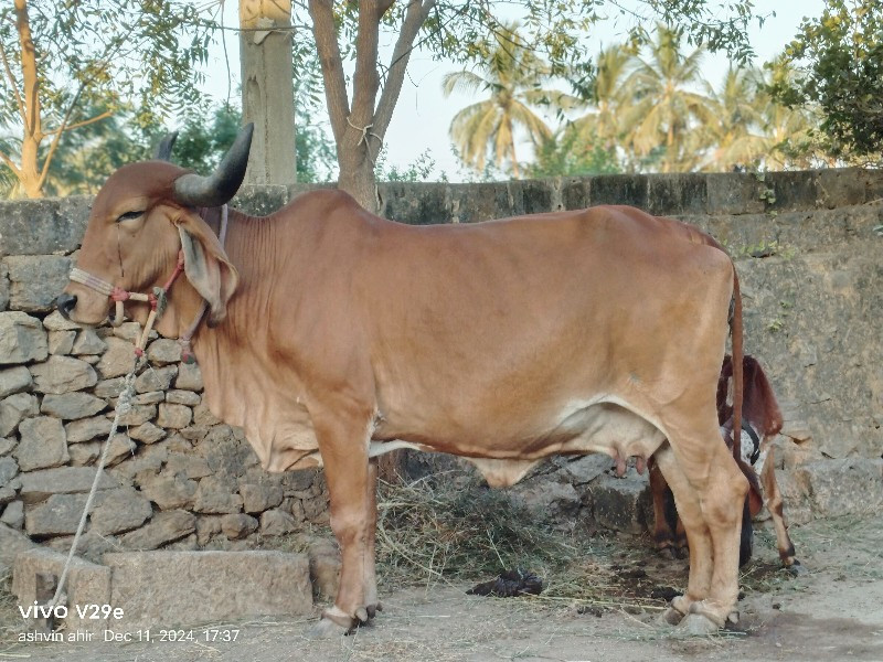 ગાય વેચવાની છે