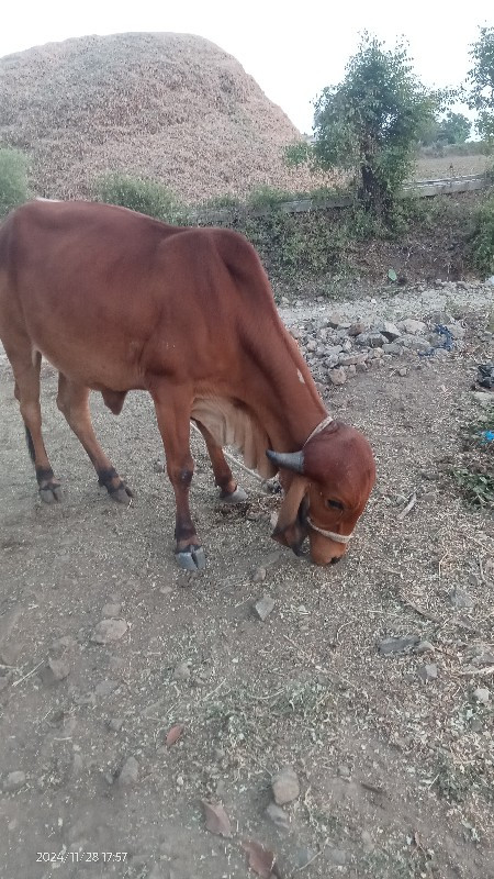 લાલ કલરની ગીર વ...