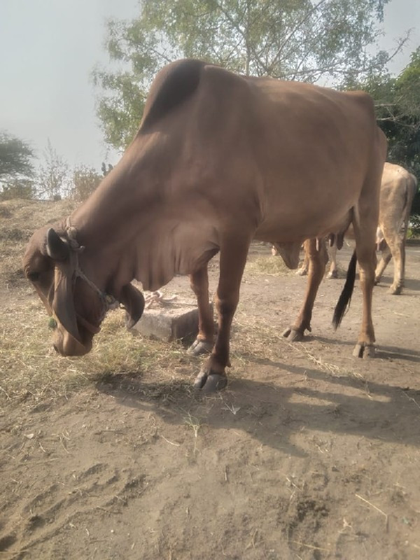 ગાય વેચવા ની છે