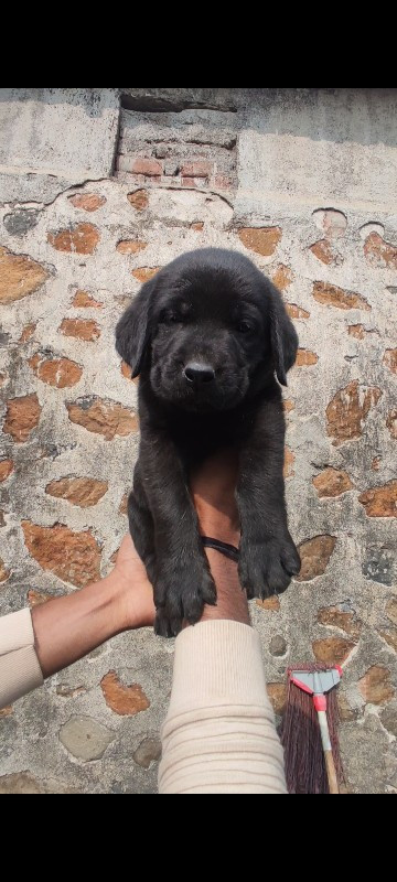 Labrador�