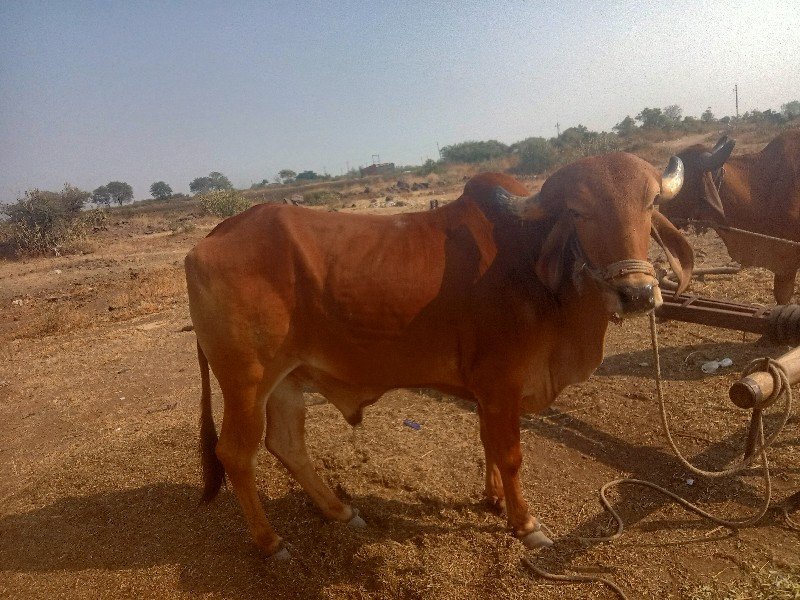 आशापुर गांव पड़...