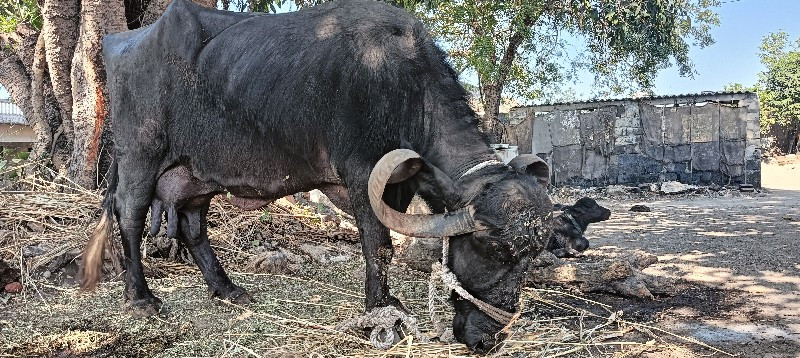 ભેસ વેચવા ની સે