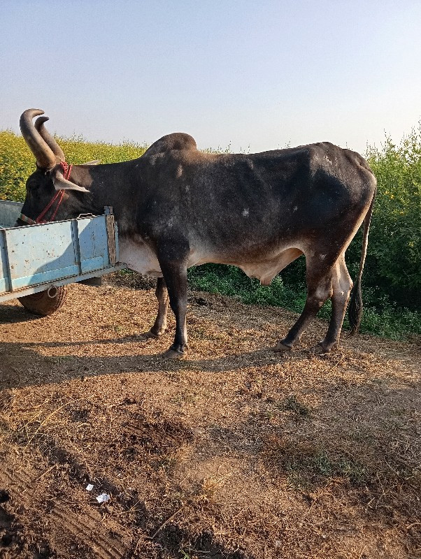 એક બરધ વેંચવાનો...