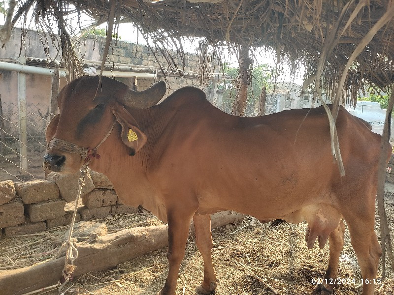 ગીર ગાય વેચવાની...