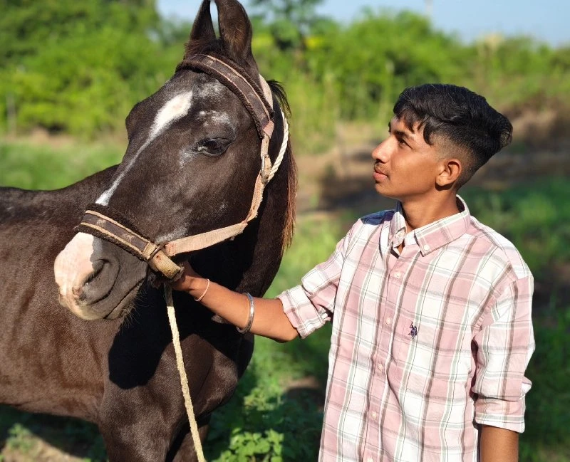 ઘોડી