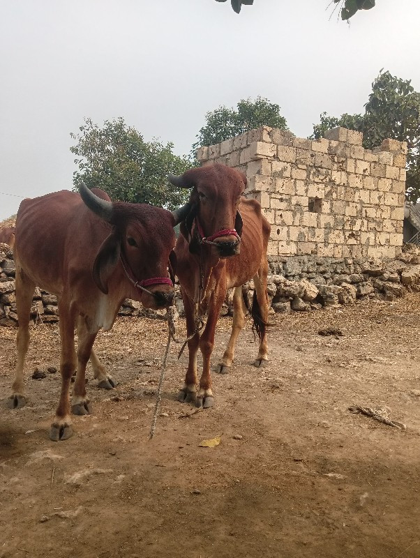 ચાર દાતે સે ગોં...