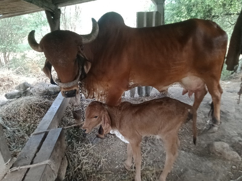 ગીર.તીજુવેતર.ને...