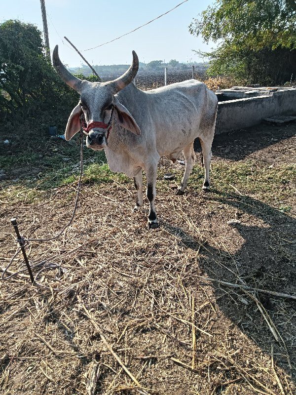 ગોઢલો વેચવાનો છ...