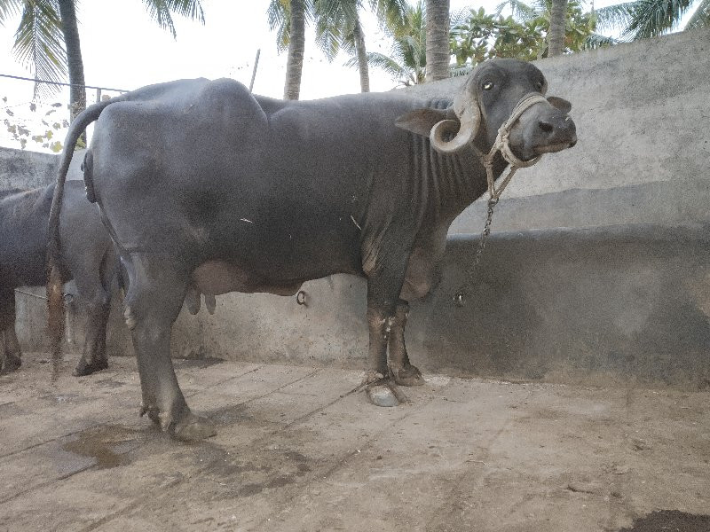 ભેંશ વેસવાની છે