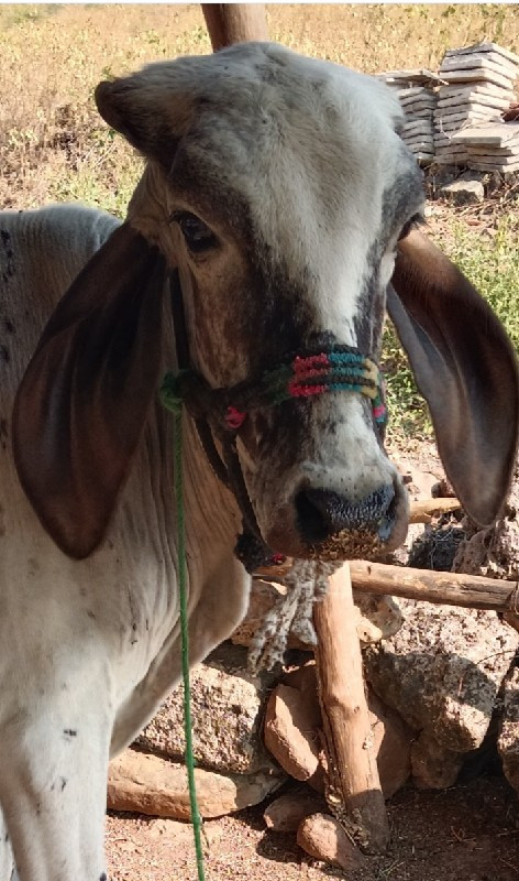 વેચવાની છે પંદર...