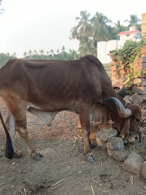 બળદ