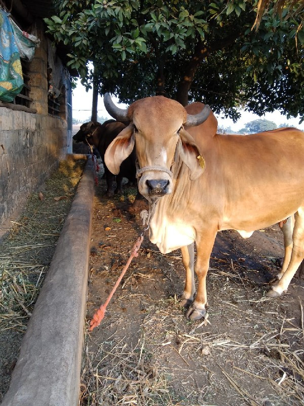 ગાય‌ વેચવાની છે