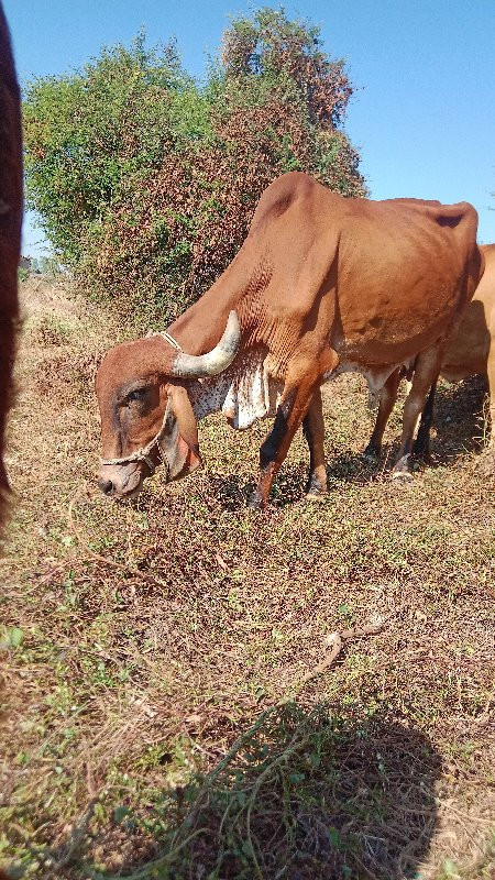 ગીર ગાય છે