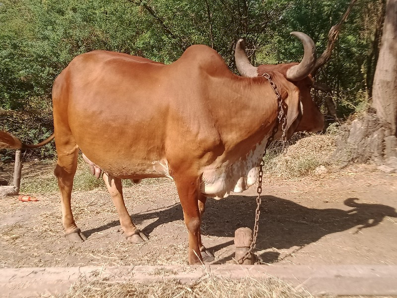 ત્રીજું.વેતર.