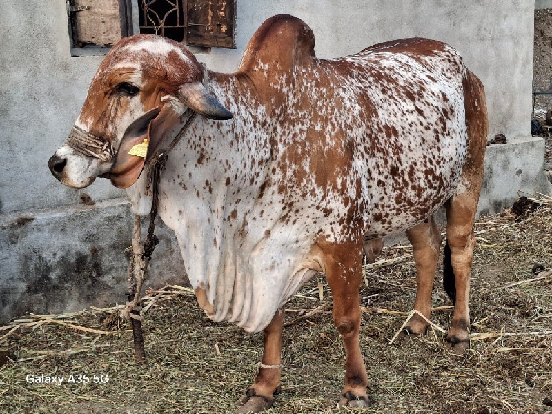 ગીર ગાય વેચવાની...