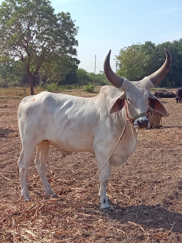 ગોધલો