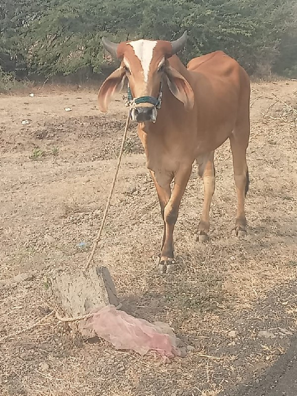 ₹20,000 કિંમત 2...