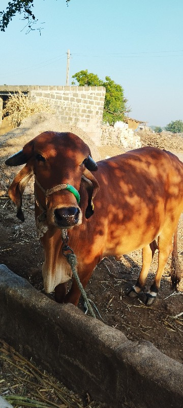 ગાય વેચવા ની છે