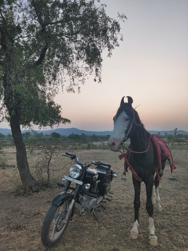 ઘોડો વેચવો છે