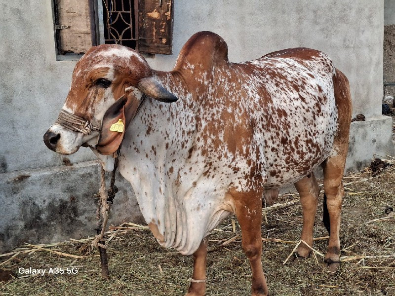 ગીર ગાય વેચવાની...