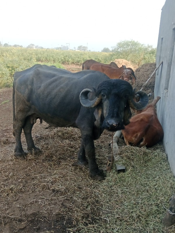 ભેસવેચવાનીછે