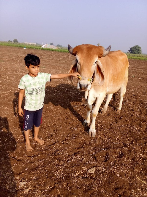 ગઢલા વેચવાના છે