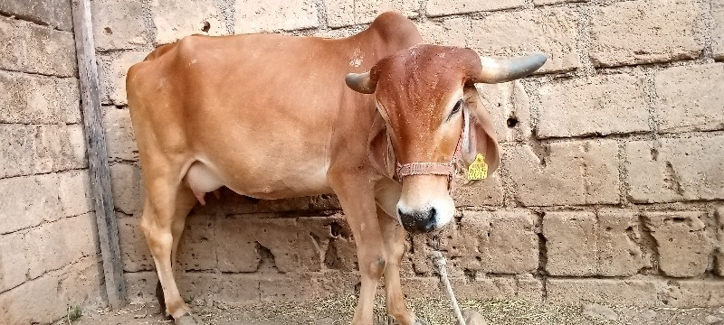 ગાય વેચવાની છે