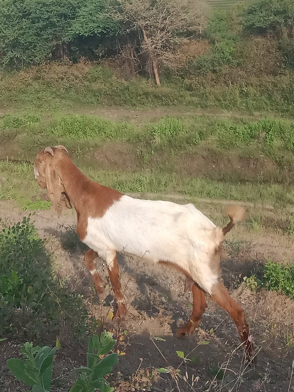 આ બકરી વેસવાનીછ...