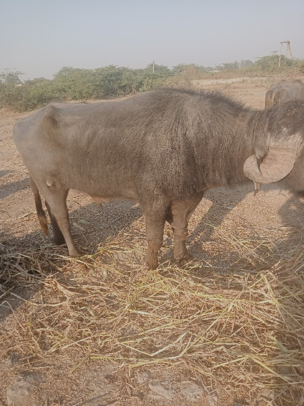 પાડો