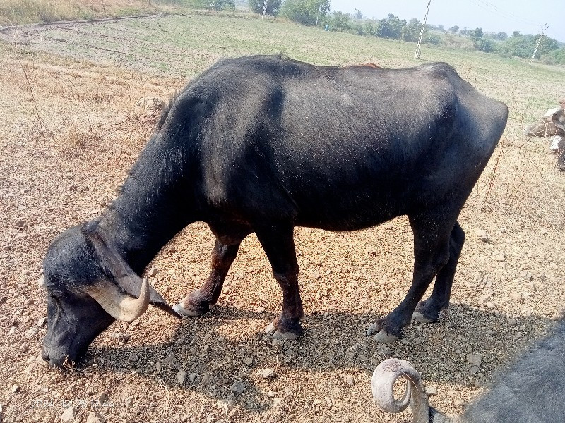 ખડેલી વેચવાની છ...