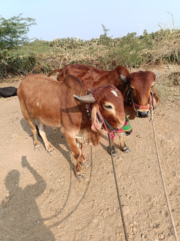 વાસડા...વેશવાના...